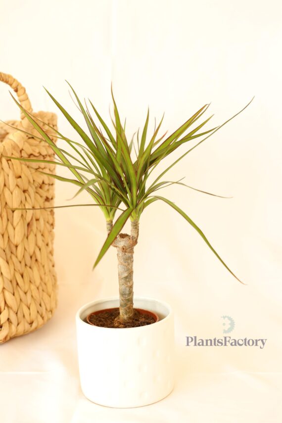 Dracaena Small Mina
