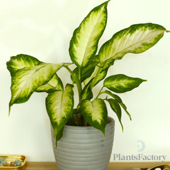 Aglaonema Green