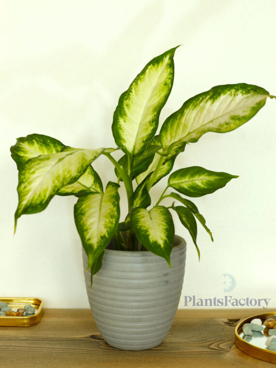 Aglaonema Green
