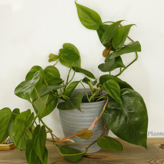 Philodendron Scandence