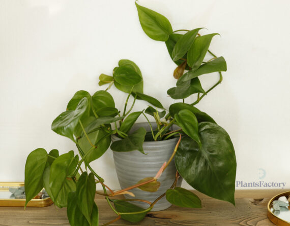 Philodendron Scandence