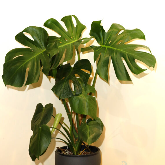 Monstera Mix