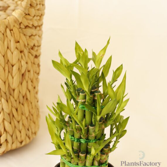 Bamboo Pot 3 layers