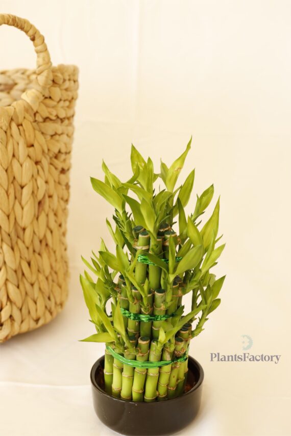 Bamboo Pot 3 layers