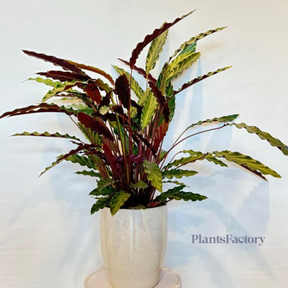 Calathea Rufibarba