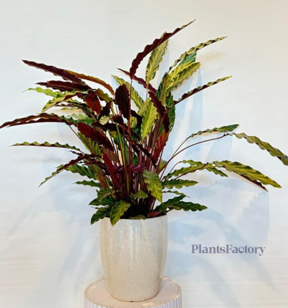 Calathea Rufibarba