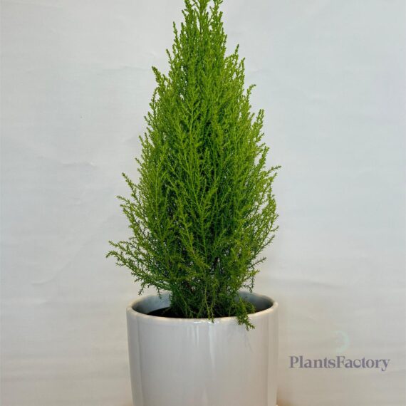 Cupressus Marc. Goldcrest