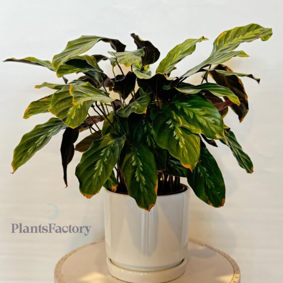 Calathea Freddie