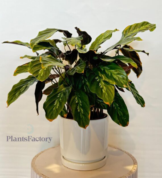 Calathea Freddie
