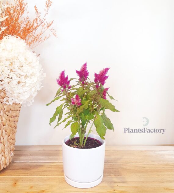 Celosia Cockscomb Mix
