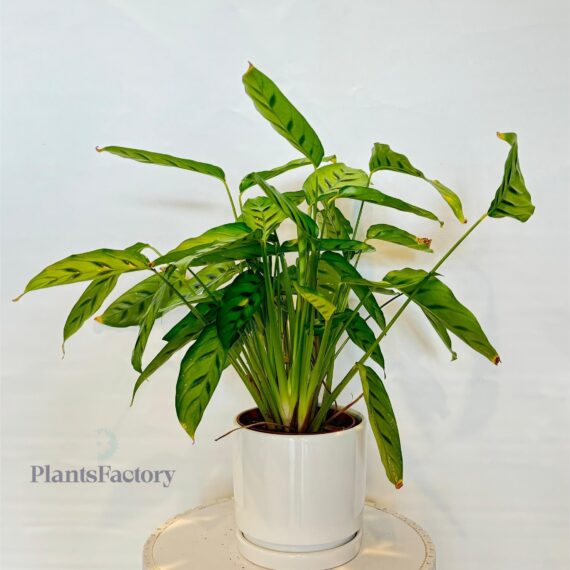 Calathea Lousia