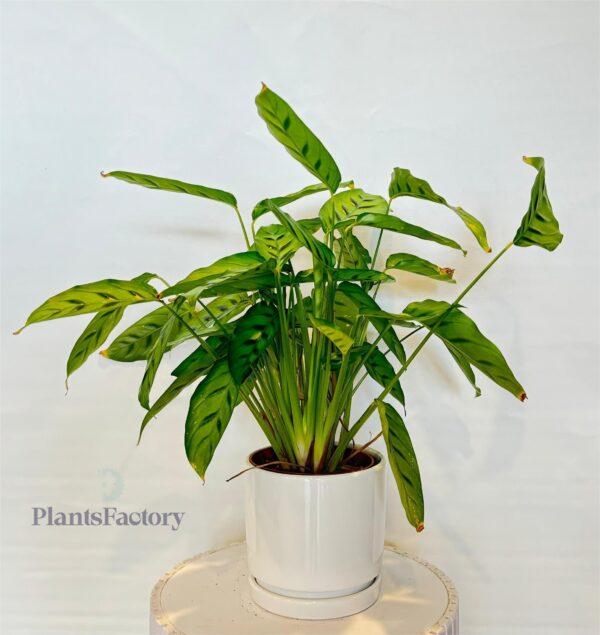 Calathea Lousia