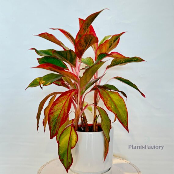 Aglaonema Saim