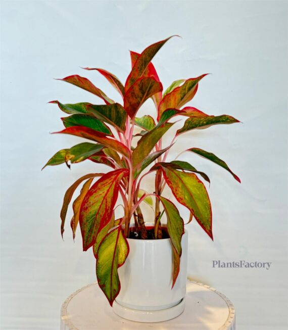 Aglaonema Saim