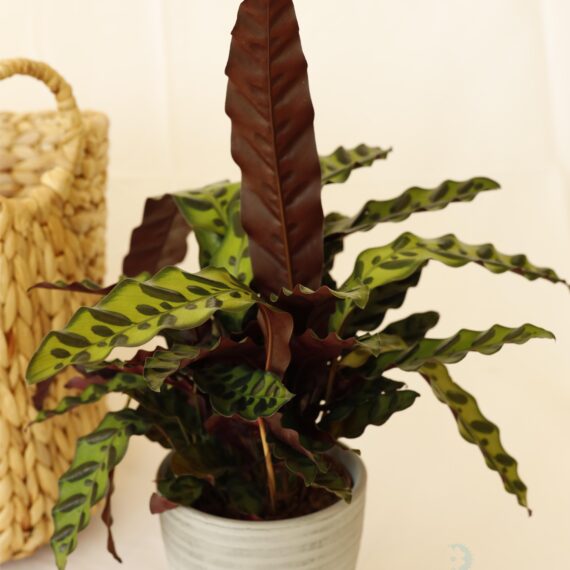 Calathea Lancifolia