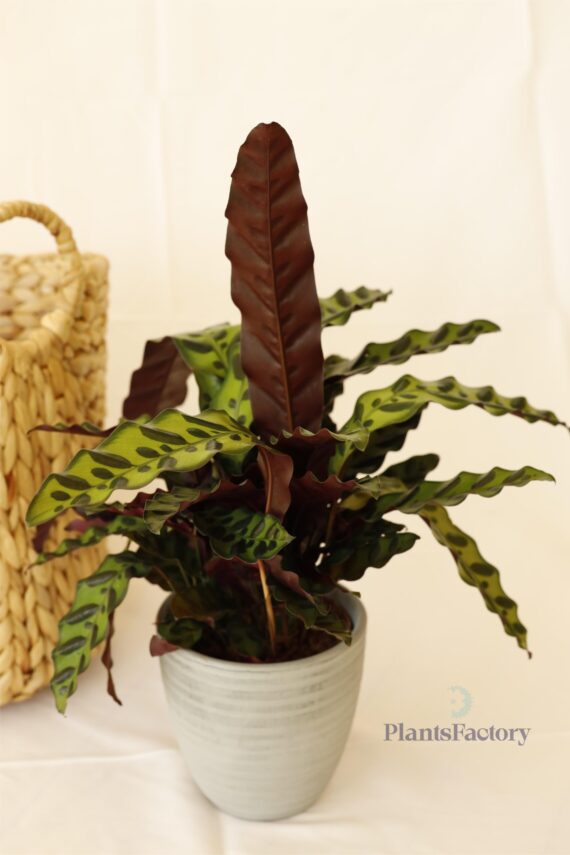 Calathea Lancifolia