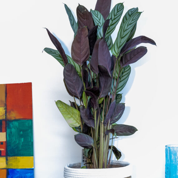 Calathea Oppenheimiana