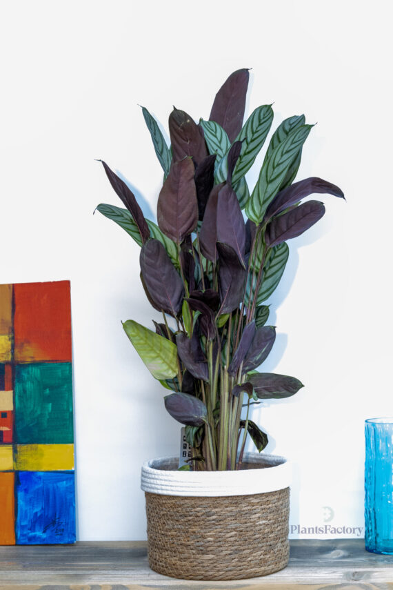 Calathea Oppenheimiana