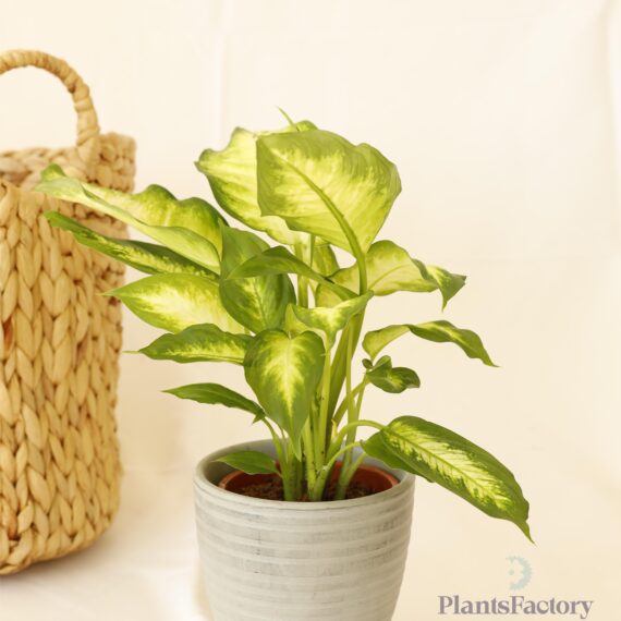 Dieffenbachia Tropic
