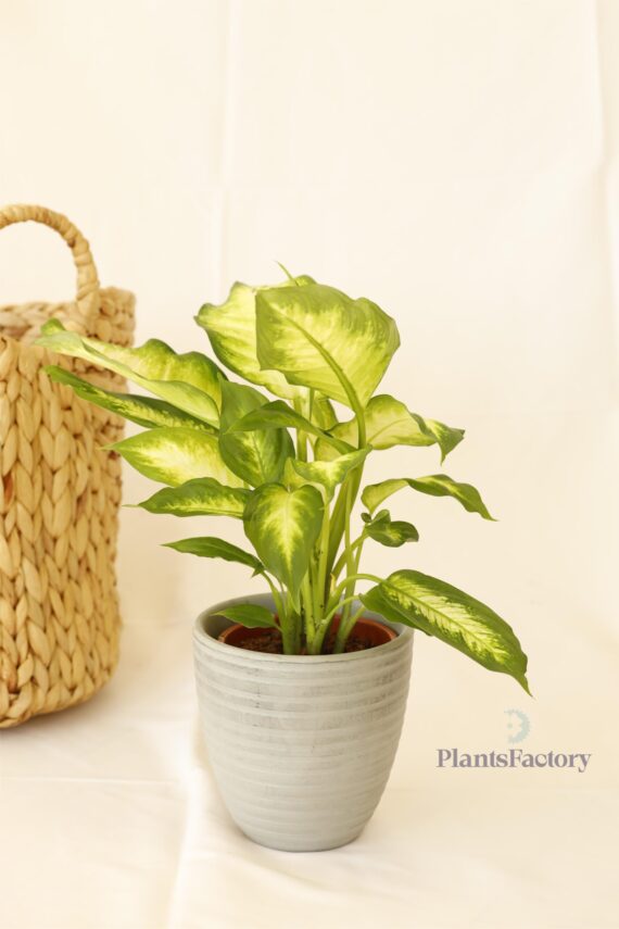 Dieffenbachia Tropic