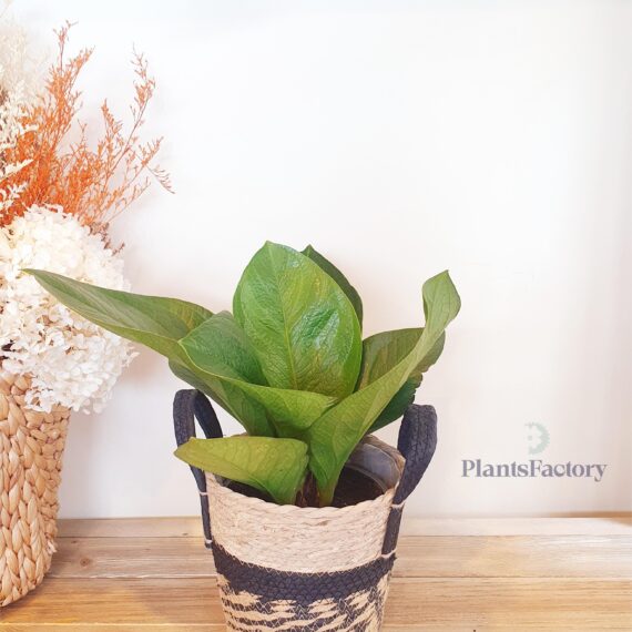 Anthurium Green