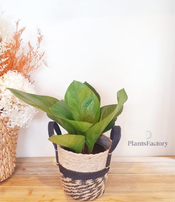 Anthurium Green
