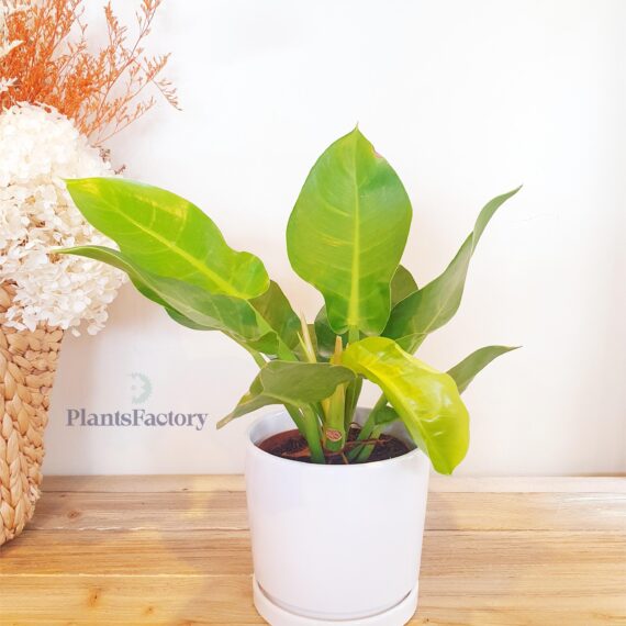 Philodendron Imperial