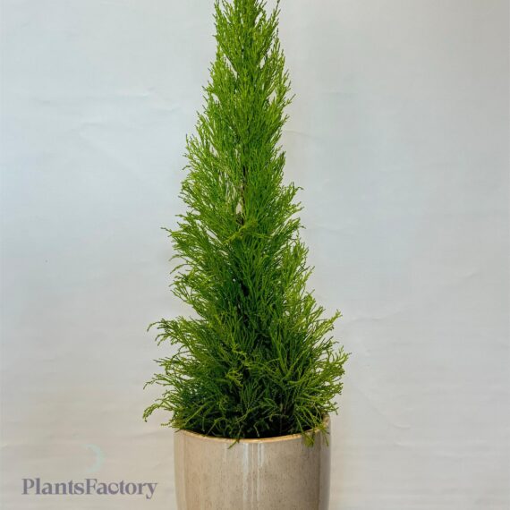 Cupressus Gold