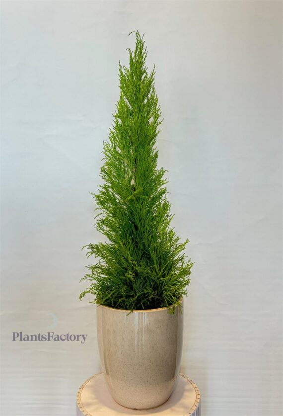 Cupressus Gold