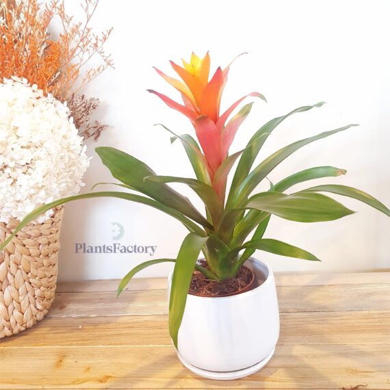Guzmania Orange