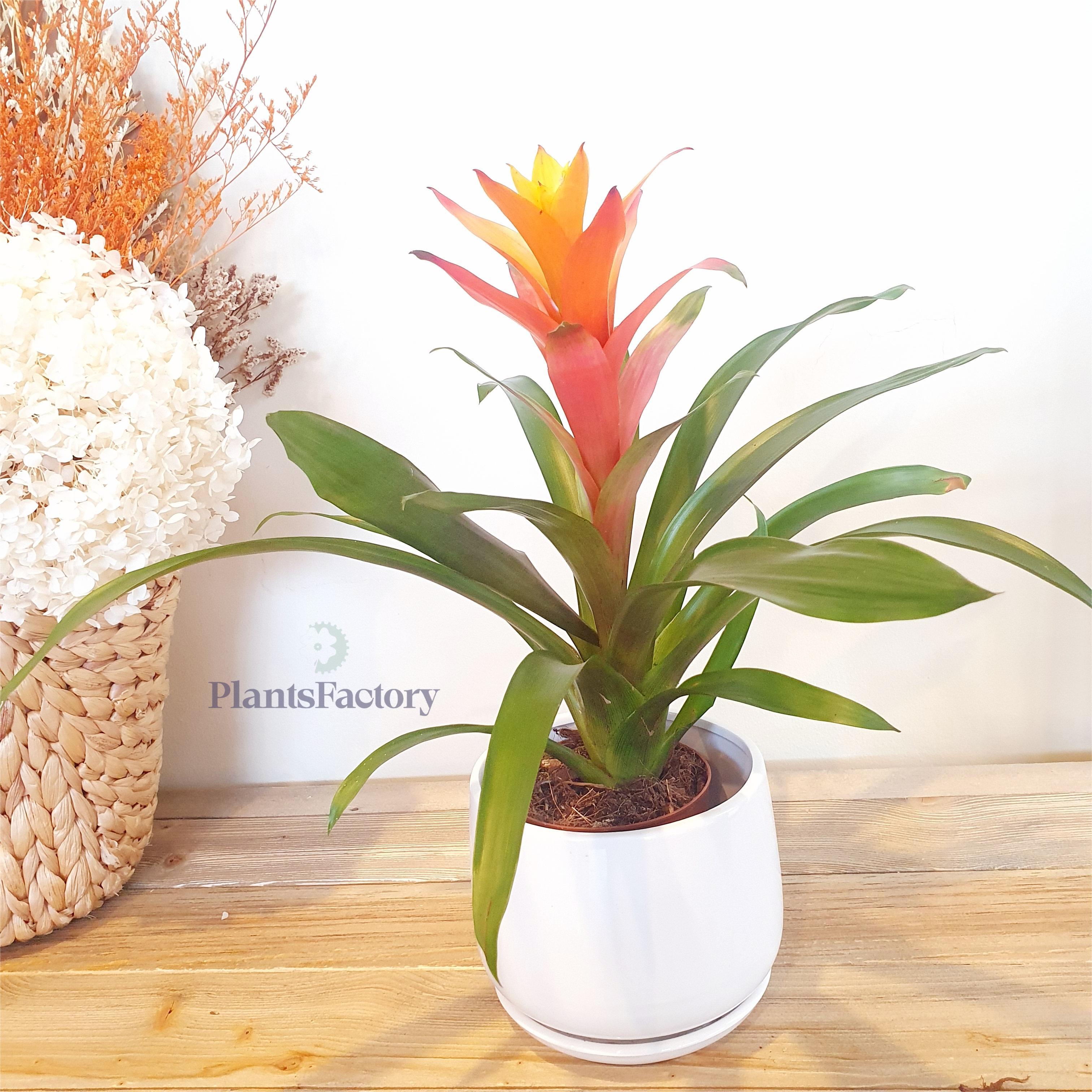 Guzmania Orange