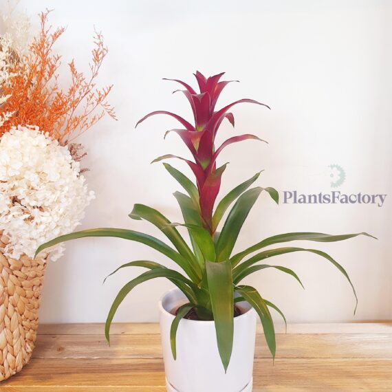 Guzmania Purple