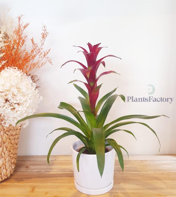 Guzmania Purple