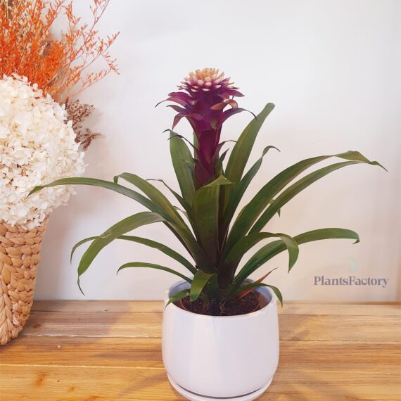 Guzmania Torch