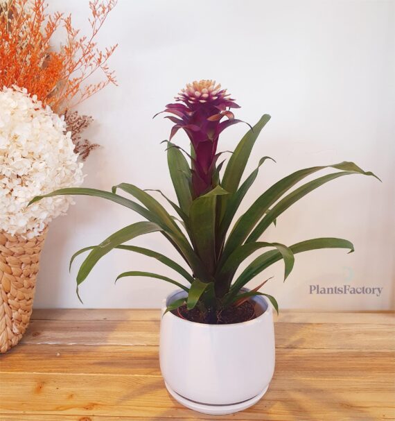 Guzmania Torch