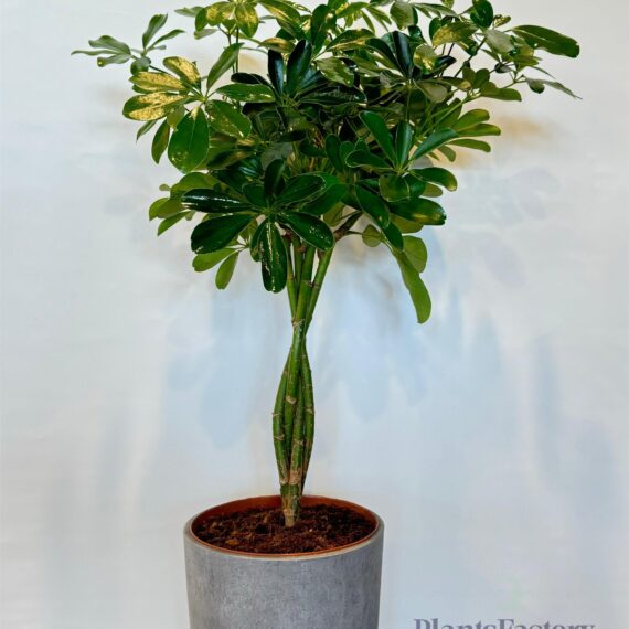 Schefflera Arb.Compacta Twisted