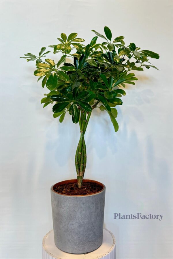 Schefflera Arb.Compacta Twisted
