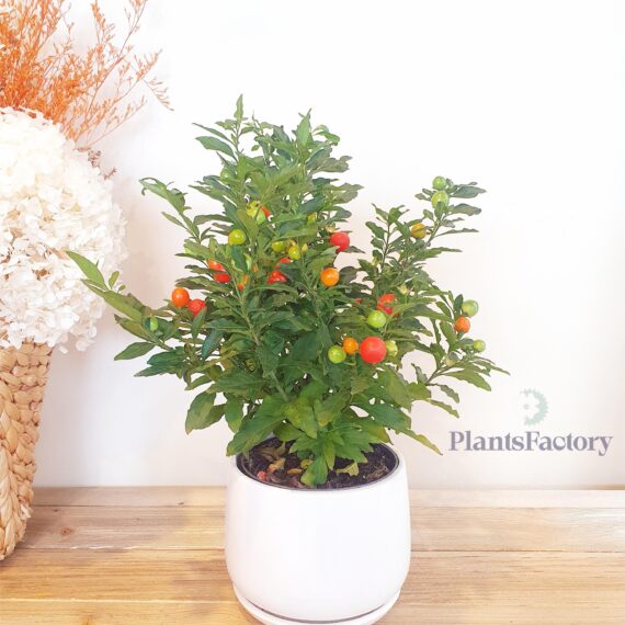 Solanum Mix