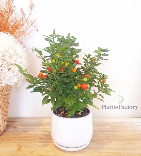 Solanum Mix