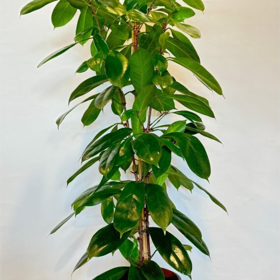 Ficus Benjamina