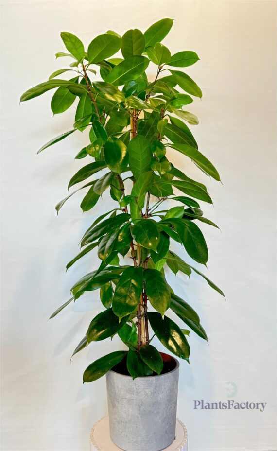Ficus Benjamina