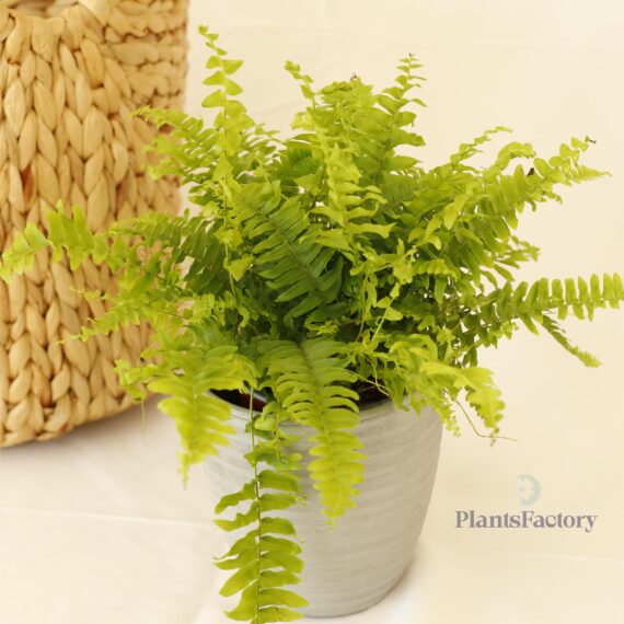 Nephrolepis