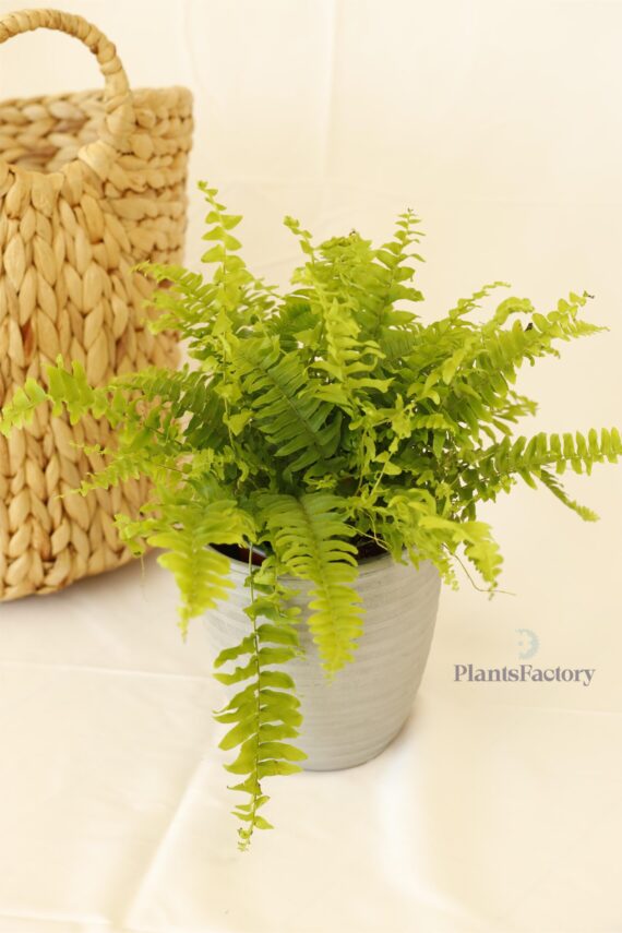 Nephrolepis