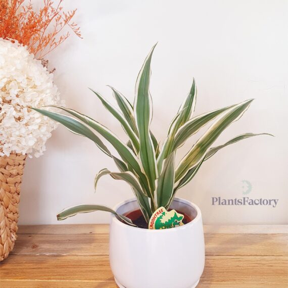 Dracaena Warneckii
