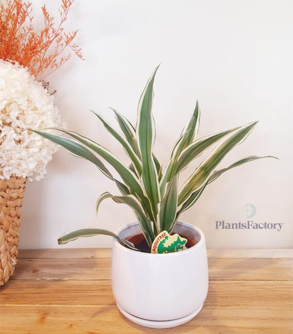 Dracaena Warneckii
