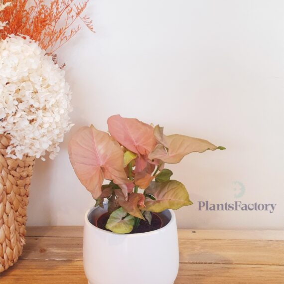 Syngonium Pink
