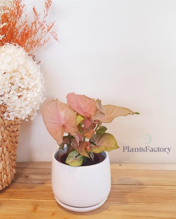 Syngonium Pink