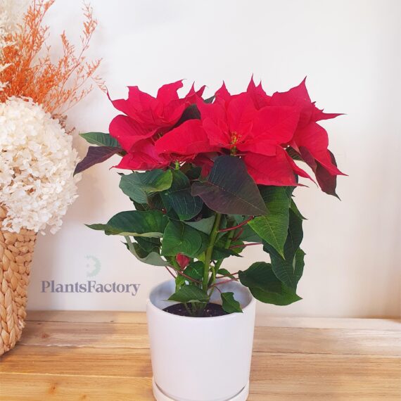 Poinsettia Red