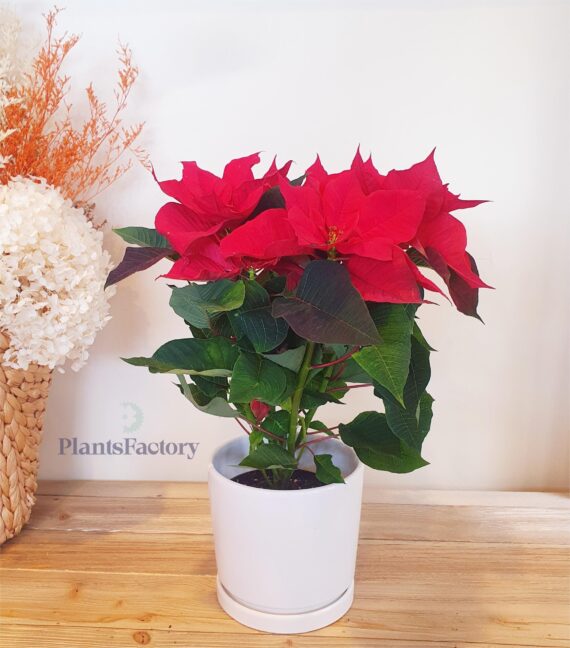 Poinsettia Red