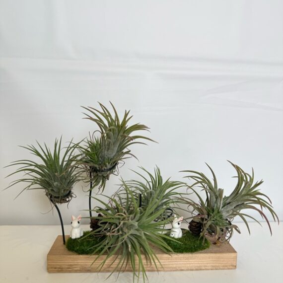 Air Plant Meadow